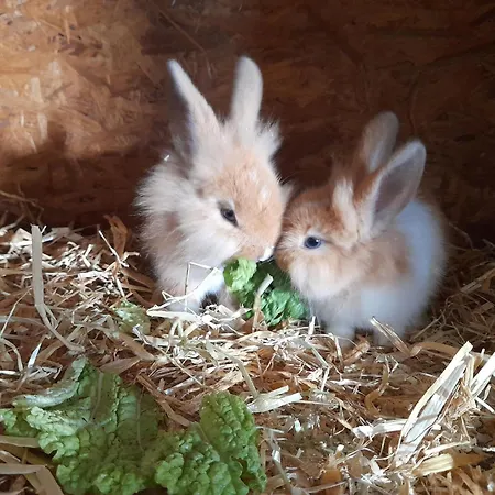 Gospodarstwo agroturystyczne Obermooshof Fuegenberg