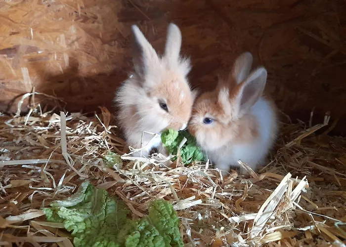 Gospodarstwo agroturystyczne Obermooshof Fuegenberg